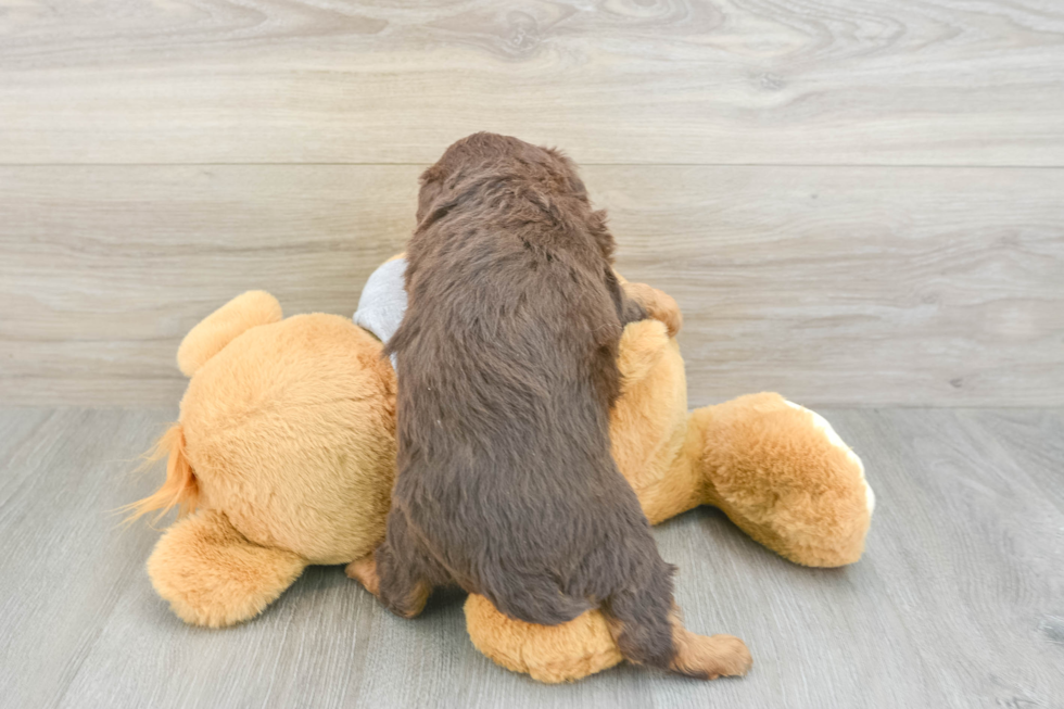 Mini Aussiedoodle Pup Being Cute