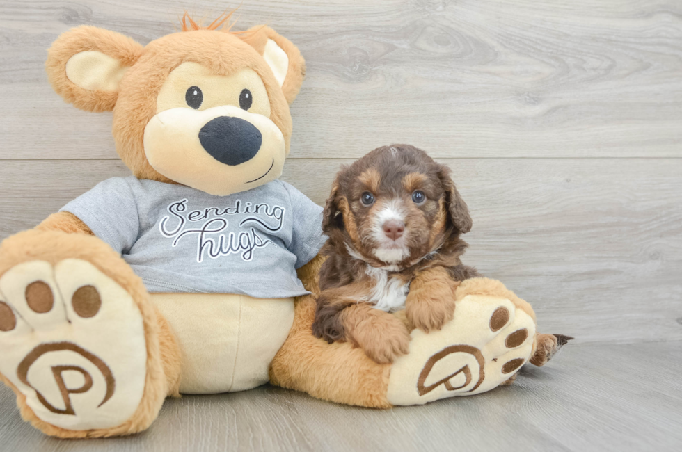 6 week old Mini Aussiedoodle Puppy For Sale - Premier Pups