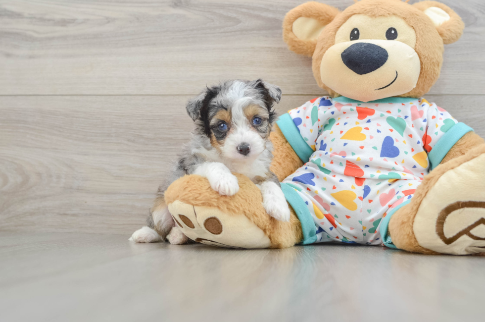 5 week old Mini Aussiedoodle Puppy For Sale - Premier Pups