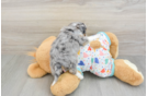 Best Mini Aussiedoodle Baby