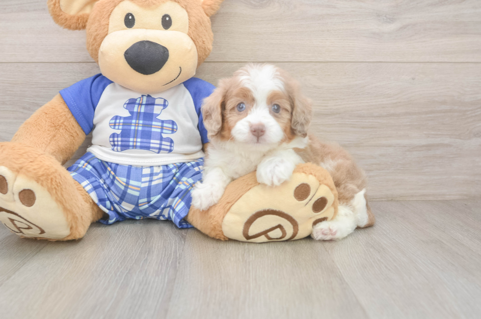 5 week old Mini Aussiedoodle Puppy For Sale - Premier Pups