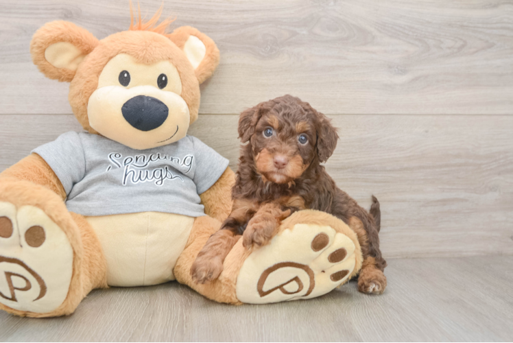 Best Mini Aussiedoodle Baby