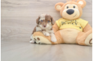 Best Mini Aussiedoodle Baby