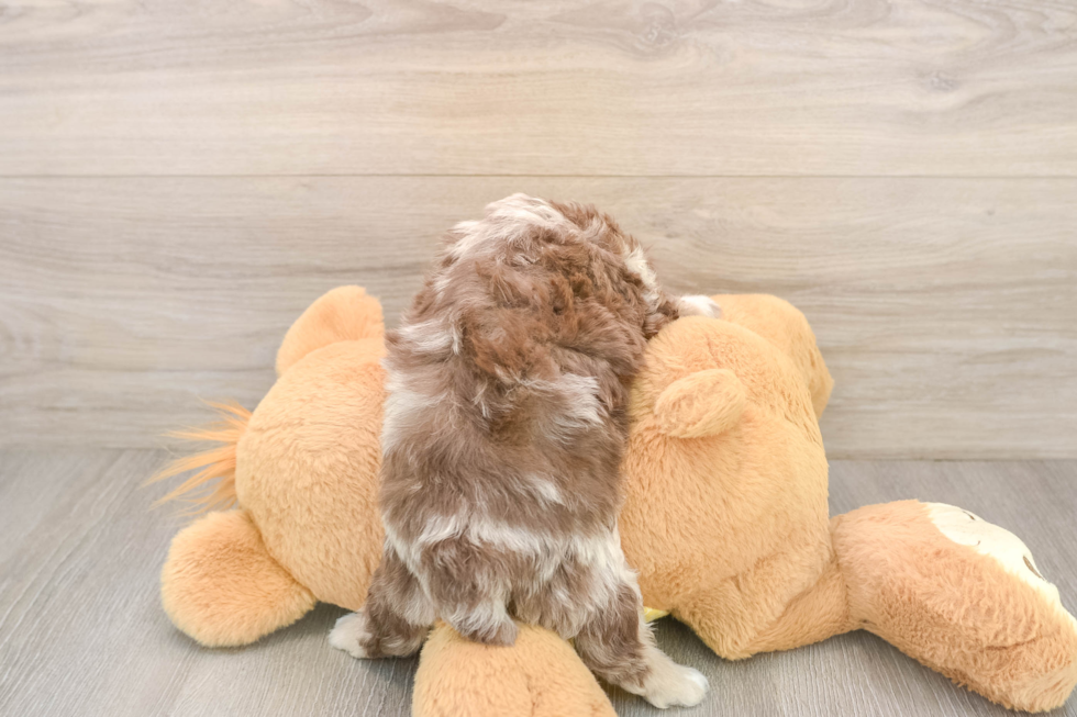 Mini Aussiedoodle Puppy for Adoption