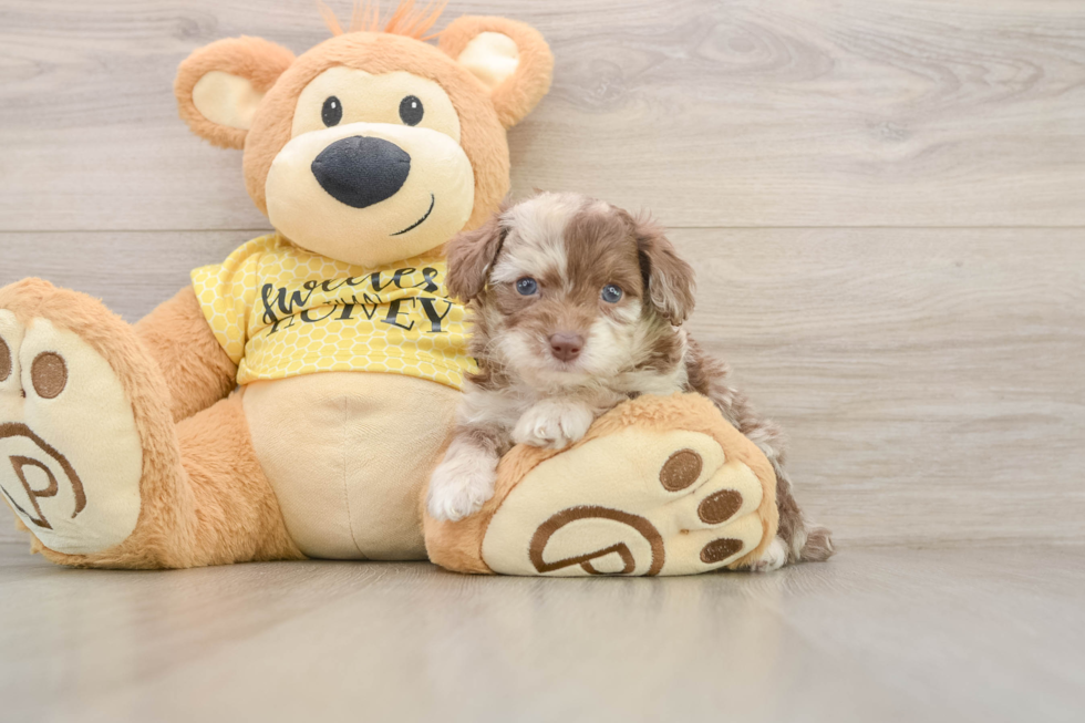 Adorable Aussiepoo Poodle Mix Puppy