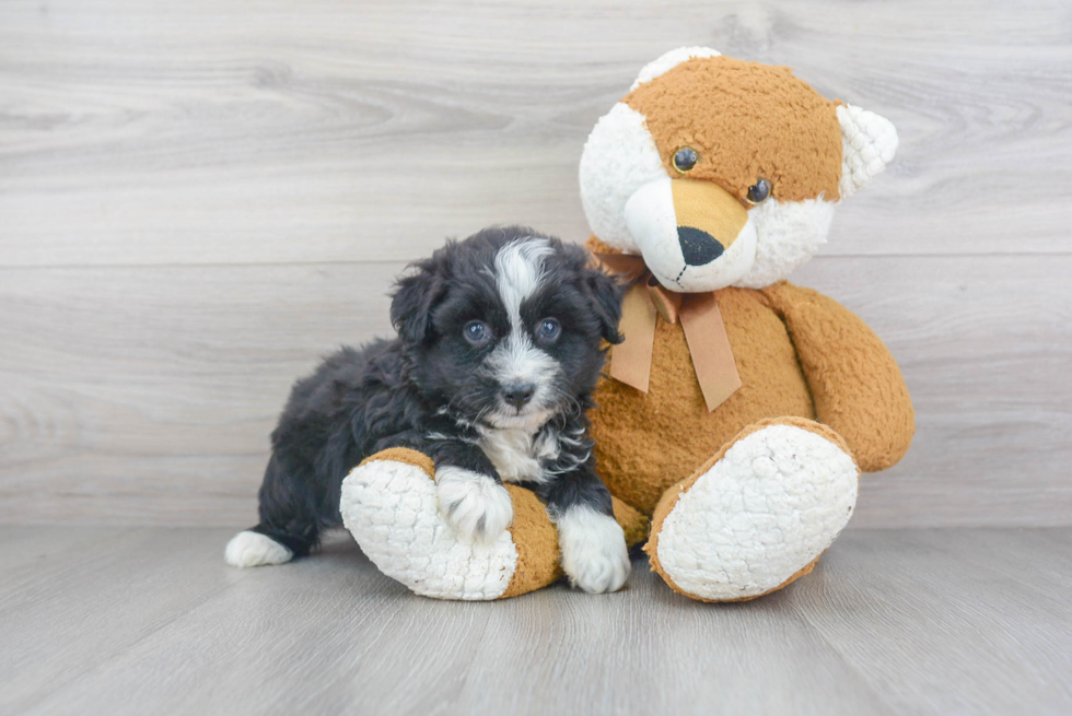 Mini Aussiedoodle Puppy for Adoption