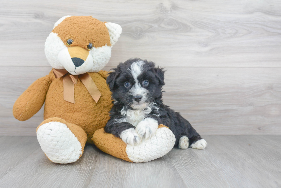 Petite Mini Aussiedoodle Poodle Mix Pup