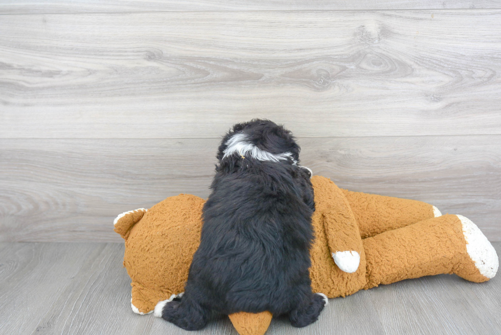 Friendly Mini Aussiedoodle Baby