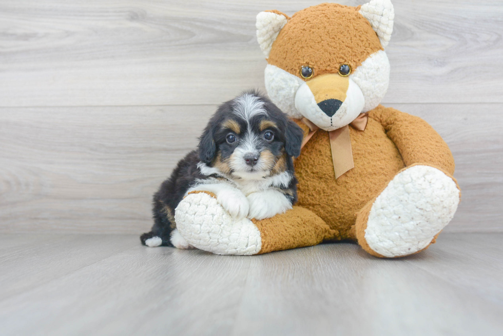 Mini Aussiedoodle Pup Being Cute