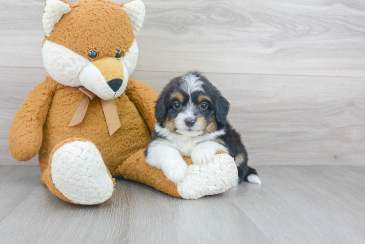 Playful Aussiepoo Poodle Mix Puppy