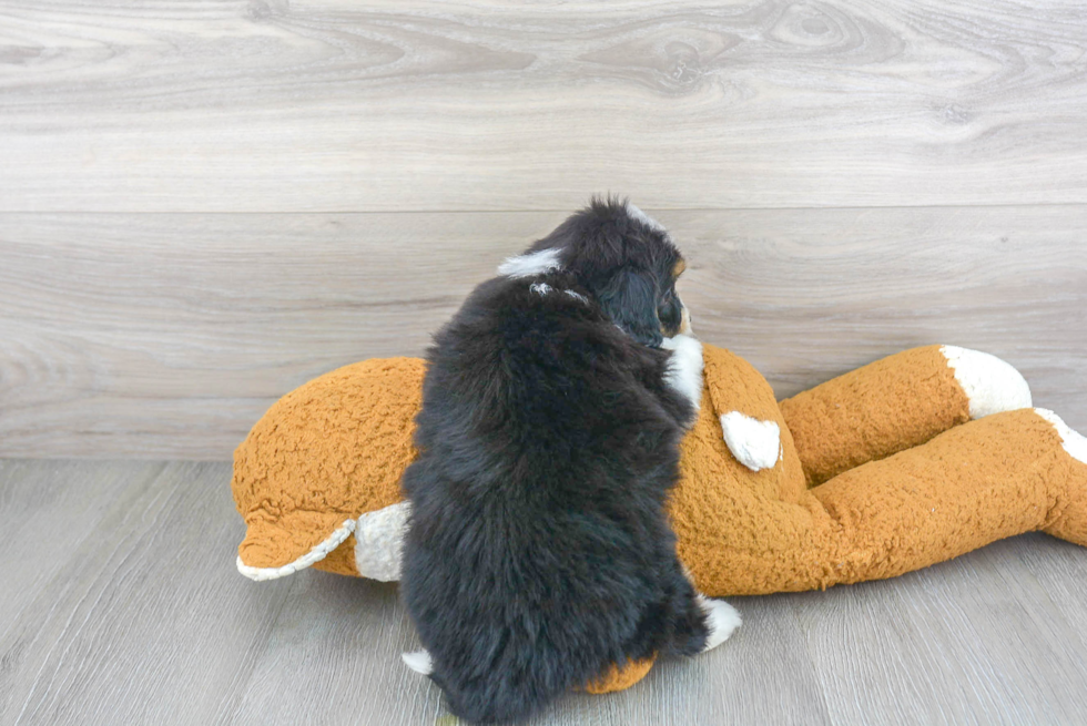 Mini Aussiedoodle Pup Being Cute