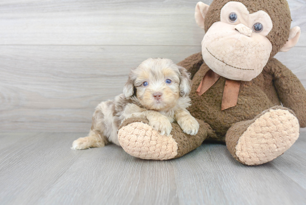 Mini Aussiedoodle Pup Being Cute