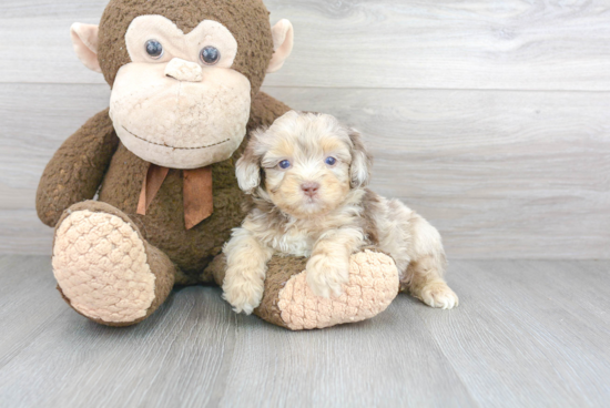 Friendly Mini Aussiedoodle Baby