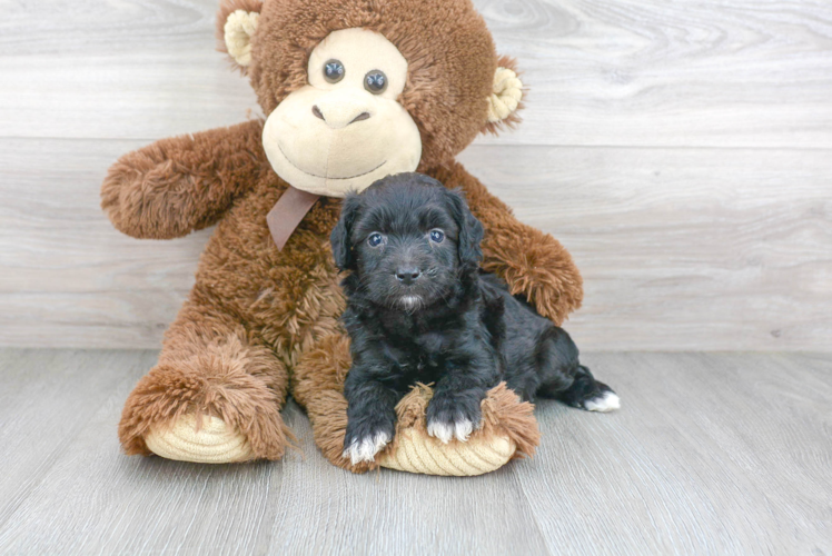 Smart Mini Aussiedoodle Poodle Mix Pup