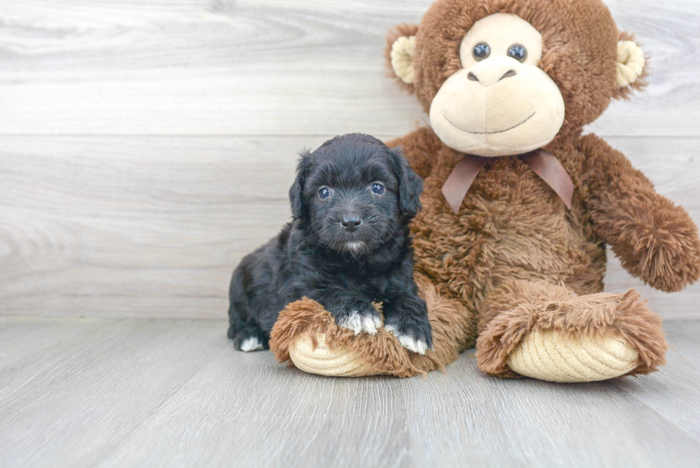 Adorable Aussiepoo Poodle Mix Puppy