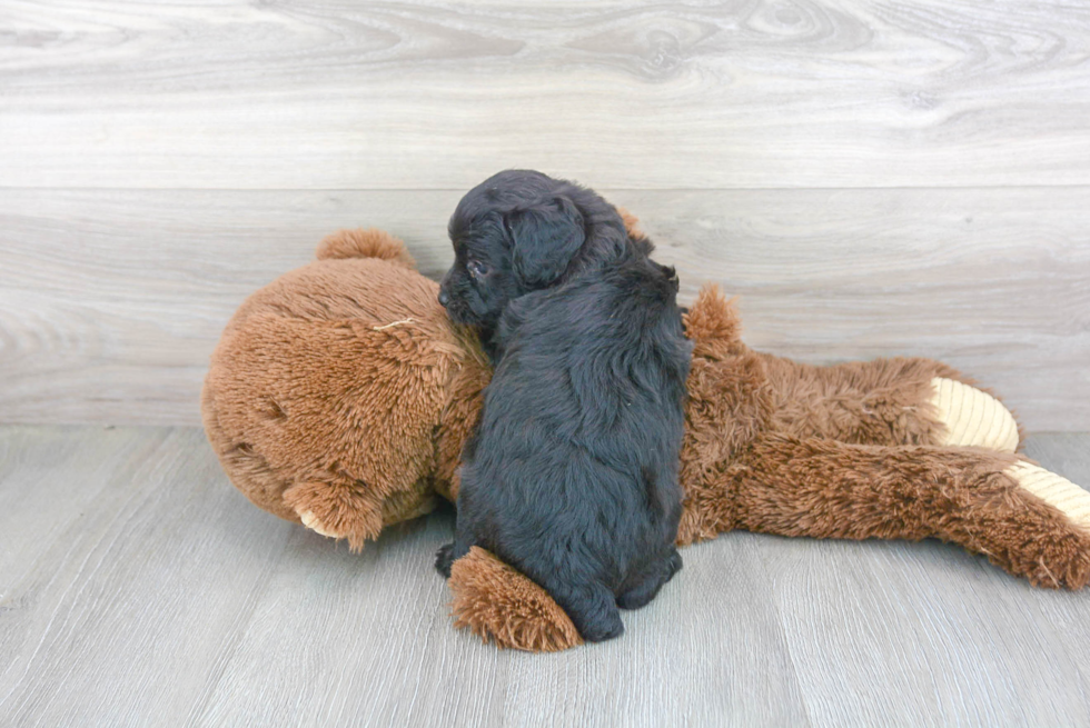 Happy Mini Aussiedoodle Baby