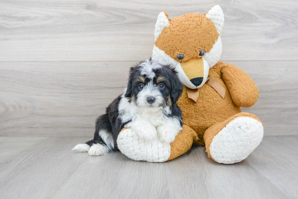 Sweet Mini Aussiedoodle Baby