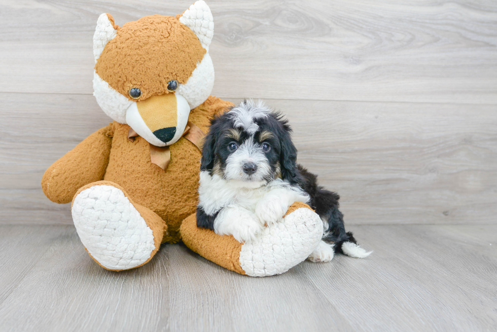 Popular Mini Aussiedoodle Poodle Mix Pup