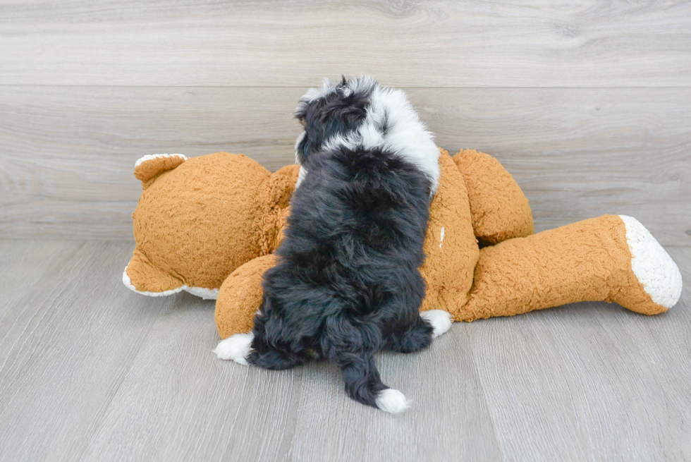 Mini Aussiedoodle Puppy for Adoption