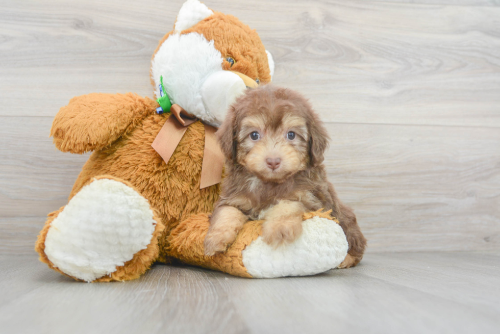 Best Mini Aussiedoodle Baby