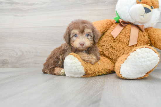 Mini Aussiedoodle Pup Being Cute