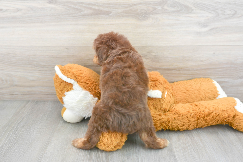 Friendly Mini Aussiedoodle Baby