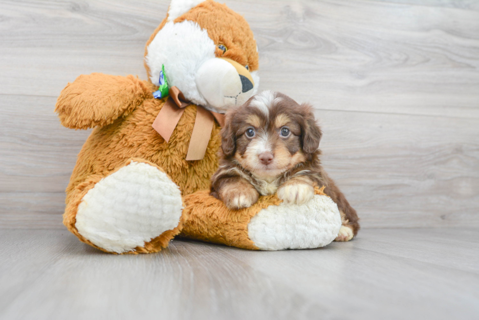 Hypoallergenic Aussiepoo Poodle Mix Puppy