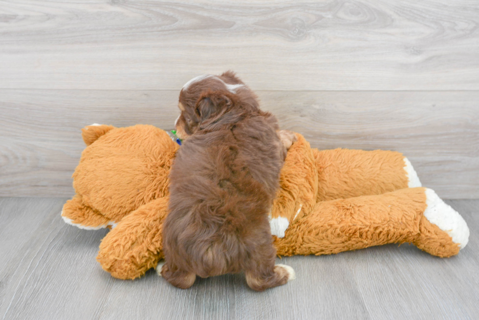 Little Aussiepoo Poodle Mix Puppy