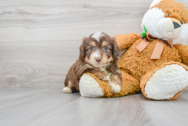 Best Mini Aussiedoodle Baby