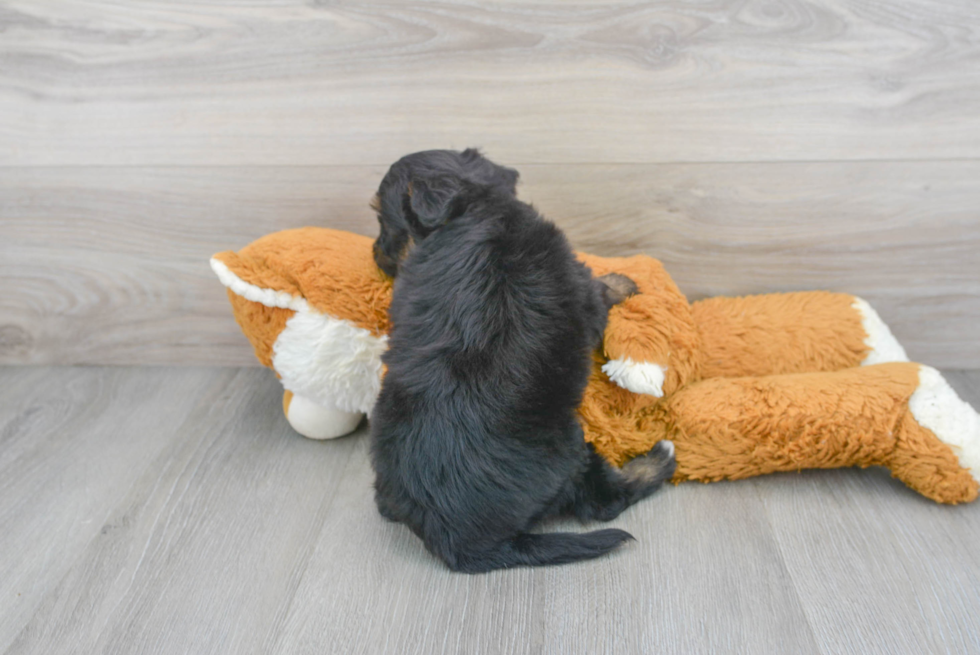 Mini Aussiedoodle Pup Being Cute