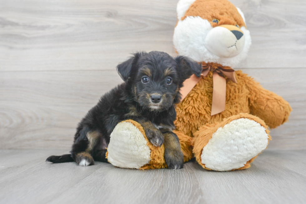 Mini Aussiedoodle Puppy for Adoption