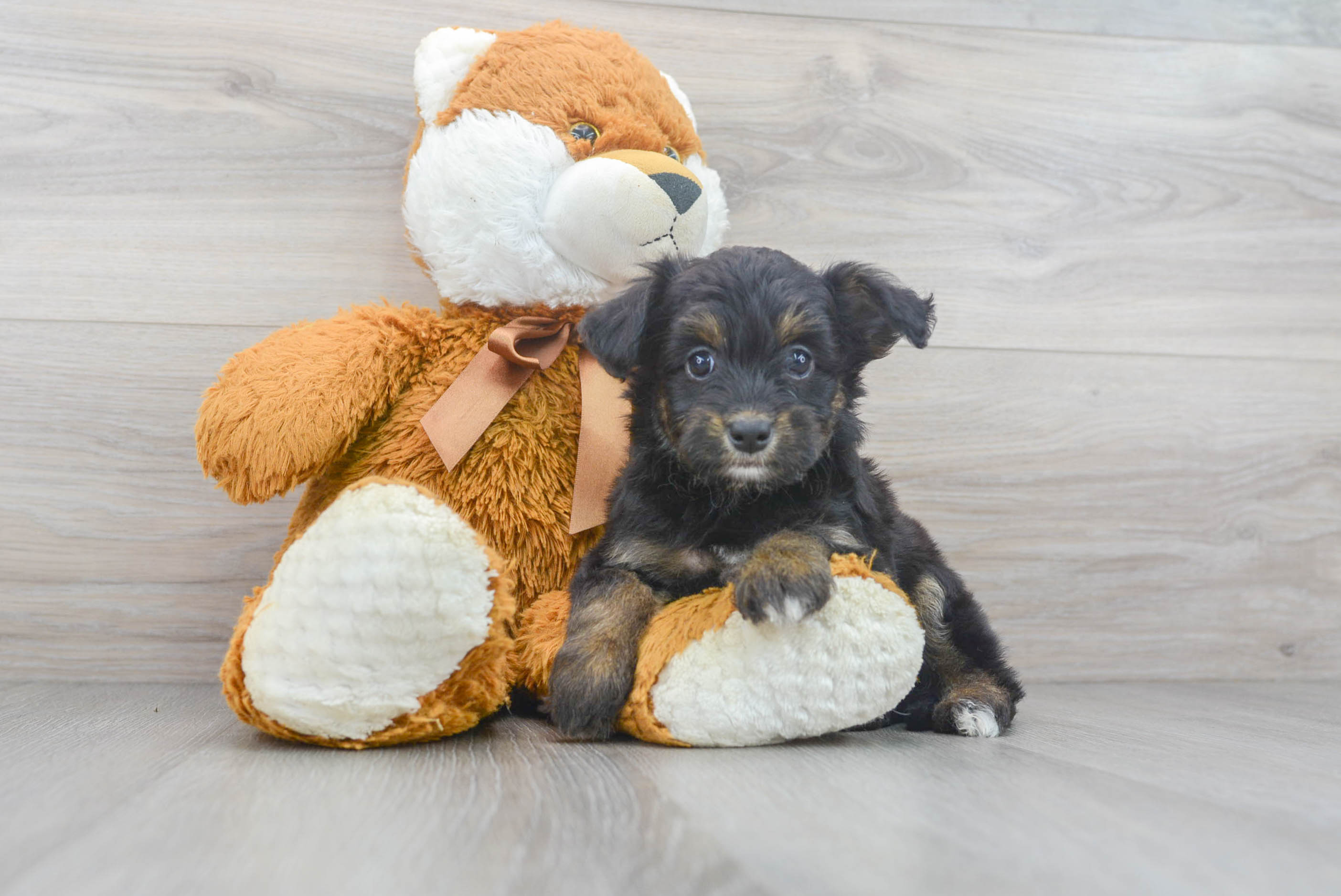 Popular Mini Aussiedoodle Poodle Mix Pup