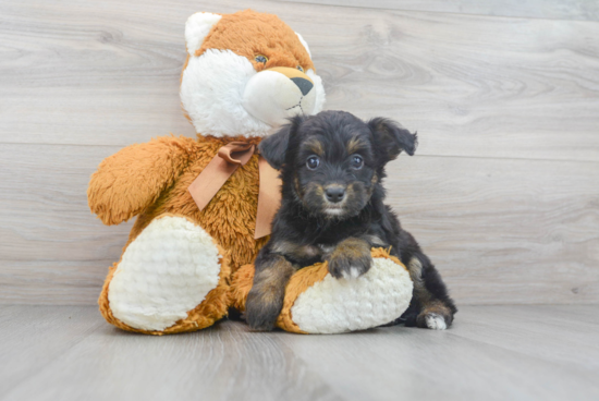 Popular Mini Aussiedoodle Poodle Mix Pup