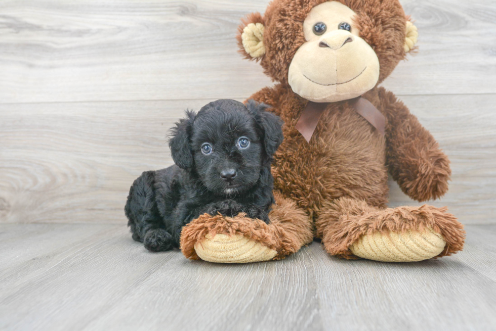 Mini Aussiedoodle Puppy for Adoption