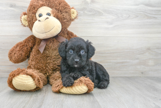 Sweet Mini Aussiedoodle Baby