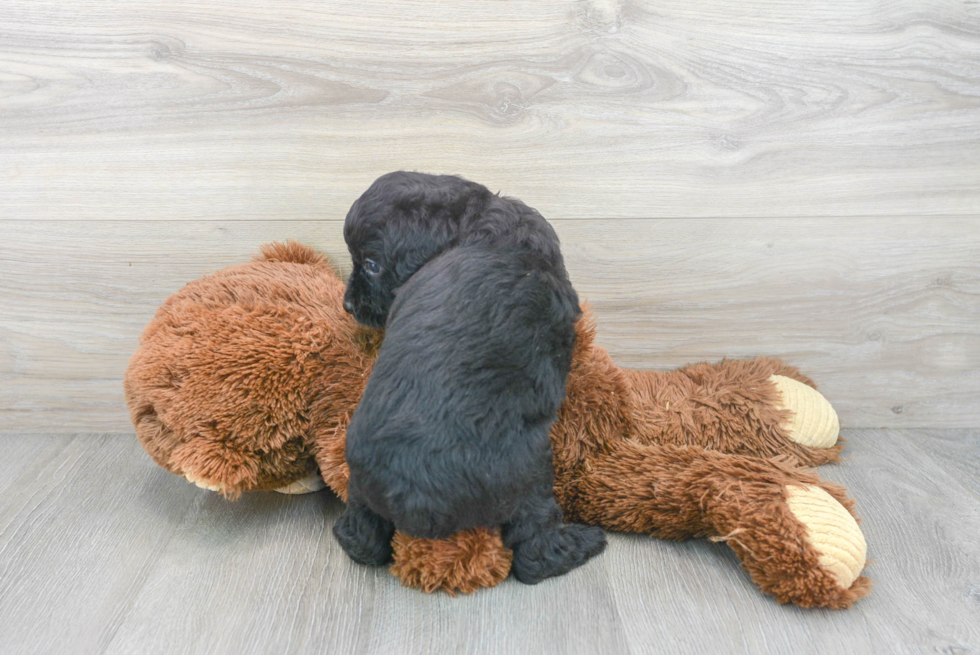 Playful Aussiepoo Poodle Mix Puppy