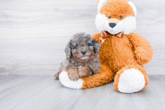 Best Mini Aussiedoodle Baby