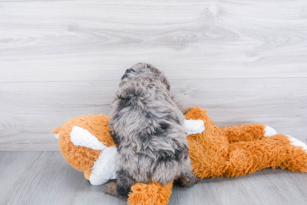 Mini Aussiedoodle Puppy for Adoption