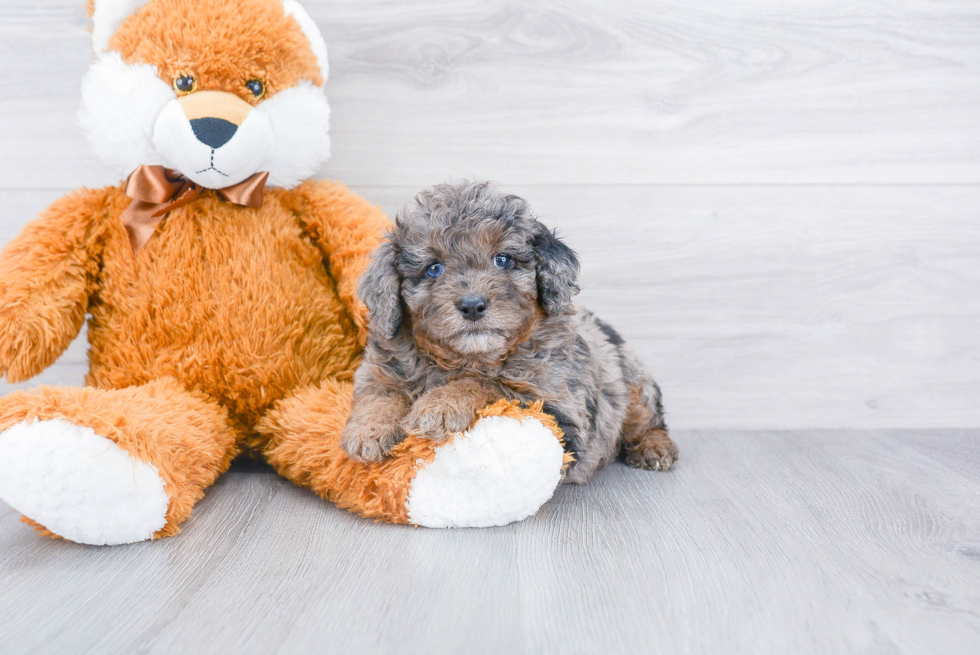 Mini Aussiedoodle Puppy for Adoption