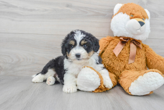 Small Mini Aussiedoodle Baby