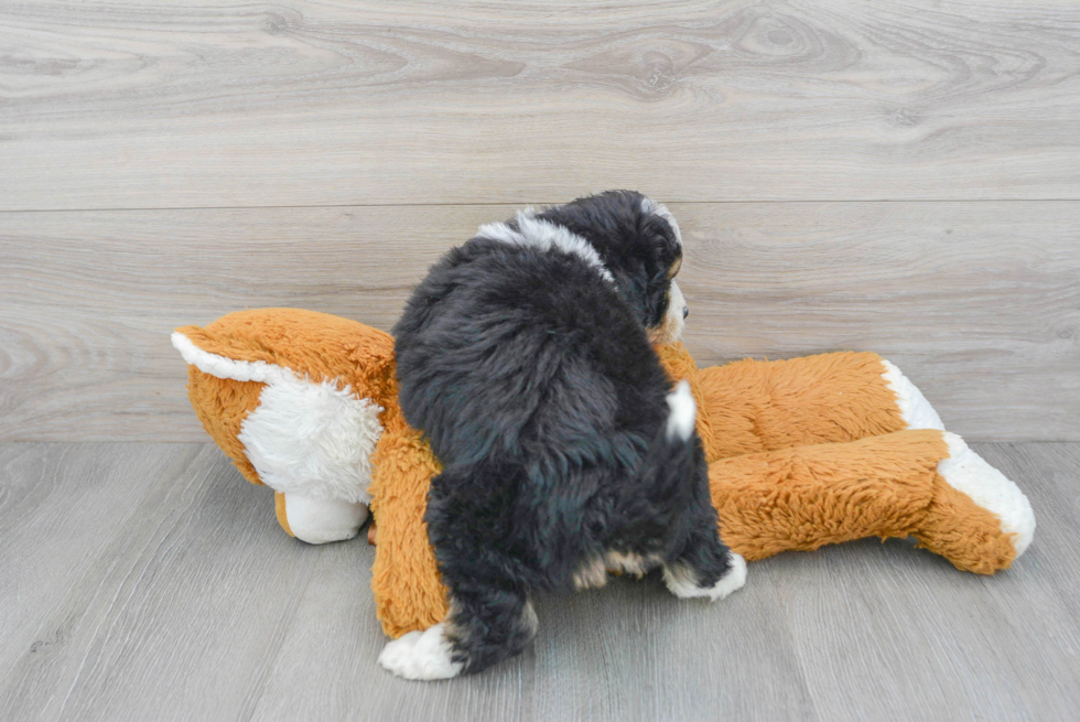 Energetic Aussiepoo Poodle Mix Puppy