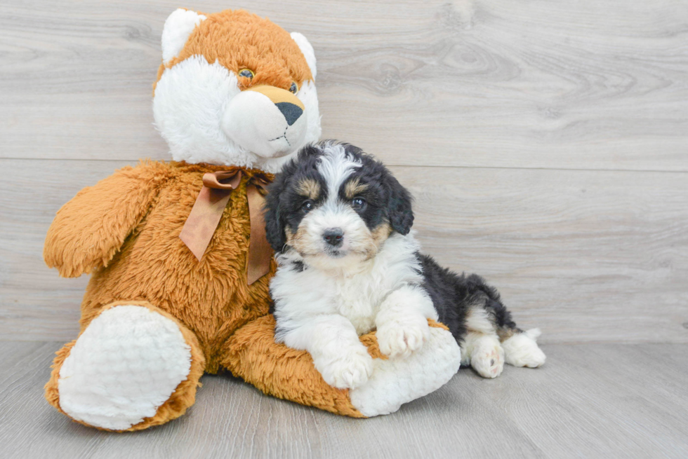 Sweet Mini Aussiedoodle Baby