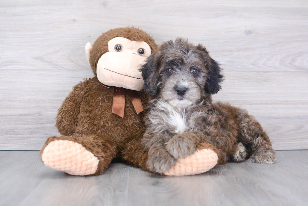 Sweet Mini Aussiedoodle Baby