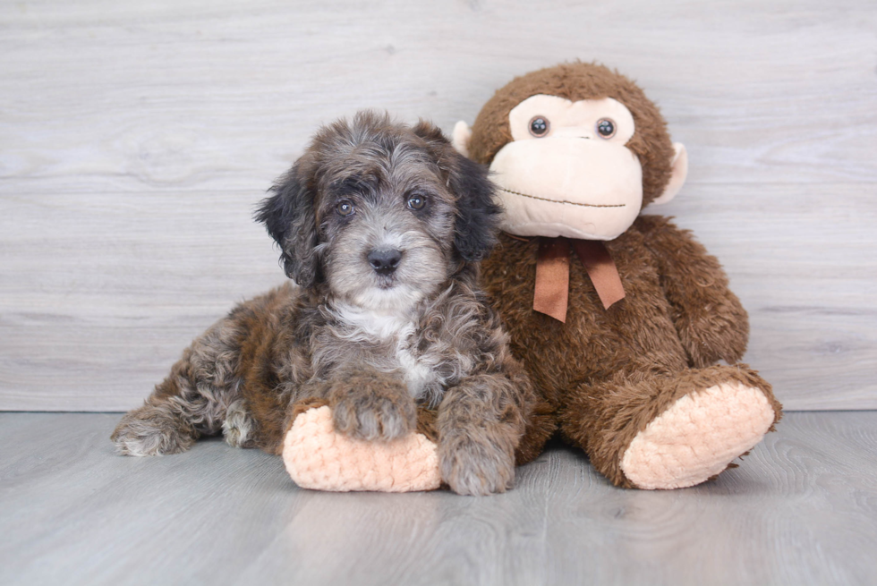 Best Mini Aussiedoodle Baby