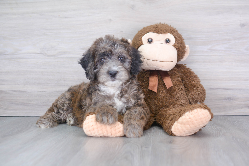 Mini Aussiedoodle Pup Being Cute