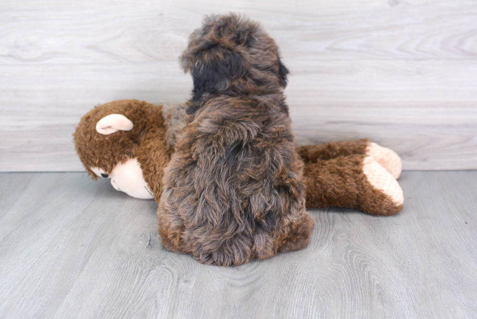 Mini Aussiedoodle Puppy for Adoption