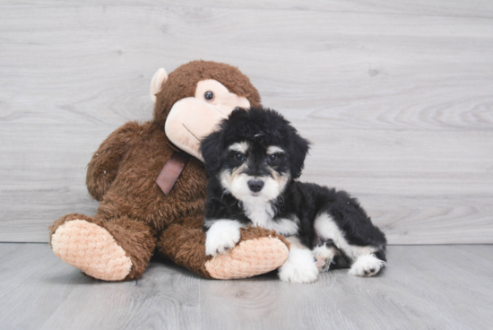 Hypoallergenic Aussiepoo Poodle Mix Puppy