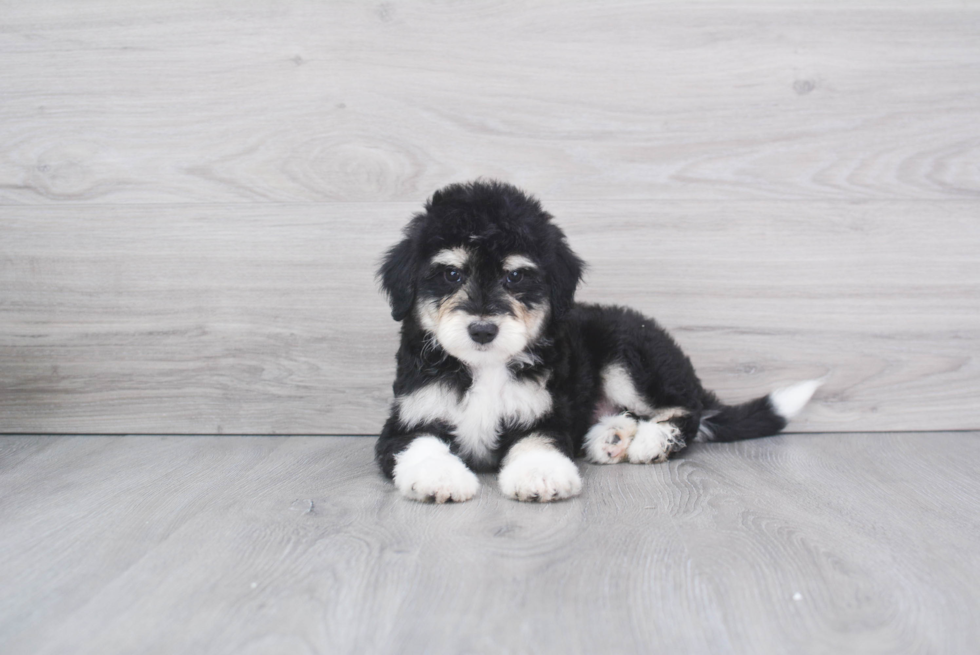 Best Mini Aussiedoodle Baby