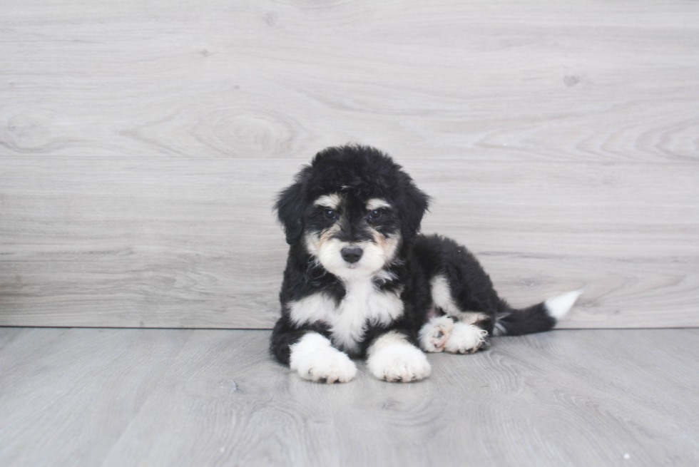 Mini Aussiedoodle Puppy for Adoption