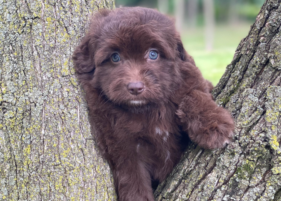 Small Mini Aussiedoodle Baby